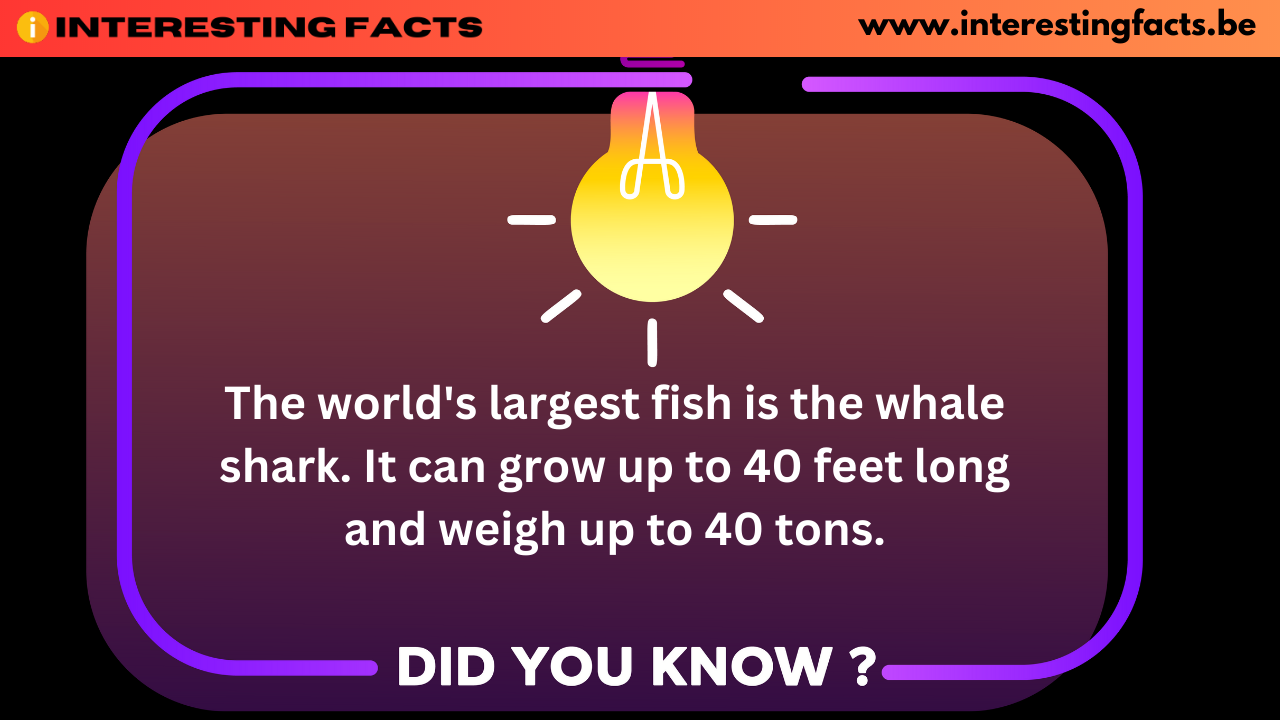 Interesting Facts - The world's largest fish is the whale shark. It can grow up to 40 feet long and weigh up to 40 tons.